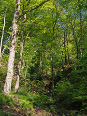 a small woodland valley with a stream in spring with bright green sunlit foliage in nutclough woods near hebden bridge