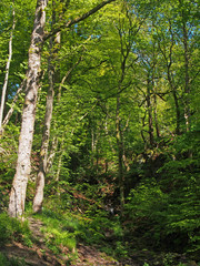 Obraz premium a small woodland valley with a stream in spring with bright green sunlit foliage in nutclough woods near hebden bridge