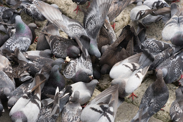 Tauben auf der Jagd nach Futter