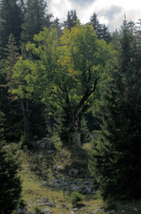 Fototapeta na wymiar Maple on Palfries in Autumn, Swiss Alps