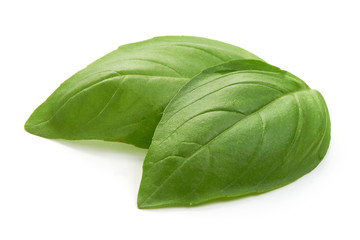 Fresh organic basil leaves, close-up, isolated on white background