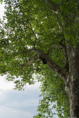 Fototapeta premium Alter Baum an der Uferpromenade in Bregenz am Bodensee
