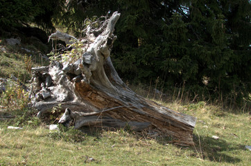 Timber on Alpine MeadowTree stump on alpine meadow, Swiss Alps above Walenstadt