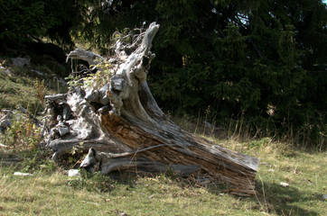 Timber on Alpine MeadowTree stump on alpine meadow, Swiss Alps above Walenstadt