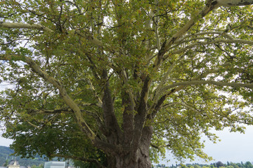 Fototapeta premium Alte Platane an der Uferpromenade in Bregenz am Bodensee