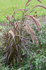Gräser im Blumenbeet im Park