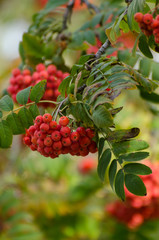 Red Rowan berries on a branch. Ripe mountain ash in autumnal tree. Fall seasonal background.
