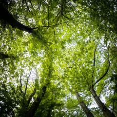 beautiful mysterious forest, bottom view on beech trees and treetop crowns in springtime