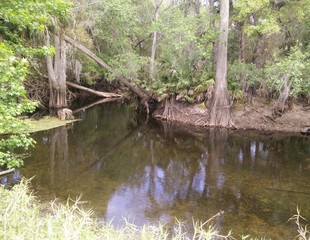 Obraz premium bridge in the forest
