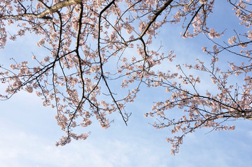 桜咲く