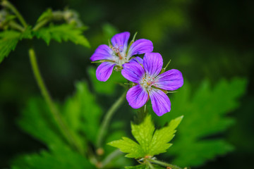 Wood cranesbill, woodland geranium, Geranium sylvaticum. Forest geranium close up