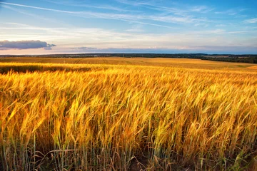 Deurstickers Sunset on the crop field. Belarus, rural countryside. © NemanTraveler