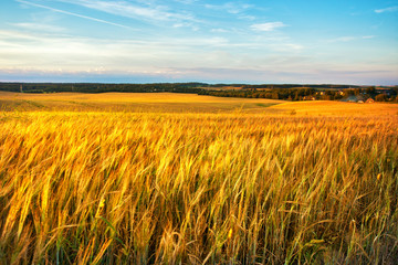 Gold Wheat flied panorama with village on background, rural countryside