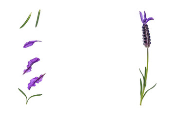 Spanish lavender flower and petals isolated on white background with copy space in middle