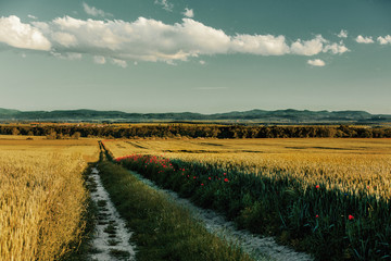 Fototapeta na wymiar Countryside road between wheat fields in Silesia, Poland
