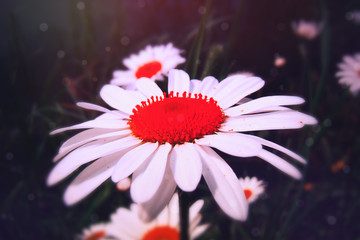 Unusual Daisy flower on a Sunny day.