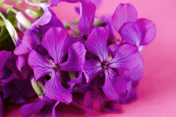 Obraz premium Small purple flower. Spring violet phlox flower against color background.