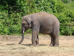 Elephant in the zoo of Dublin. Ireland.