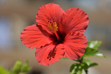 The hibiscuses are really beautiful.