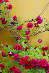 Cropped Shot Of A Beautiful Red Roses Over Yellow Background. Colorful Nature Background. Beautiful Pink Flowers.