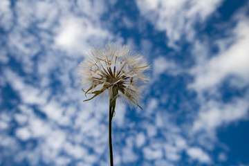 Dandelion on a background of blue sky. Cumulus clouds and dandelion.