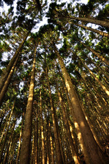 朝日の木漏れ日