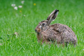 Brown hare resting in the grass