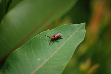 Naklejka premium beetle on a green leaf