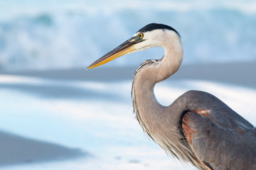 Great Blue Heron profile close up with beach in the background. - 273549095