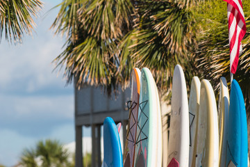 Surfboards for rent at the beach. - 273549211