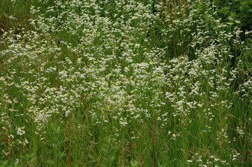 white flowers in the meadow