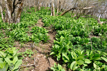 若葉生える県界尾根
