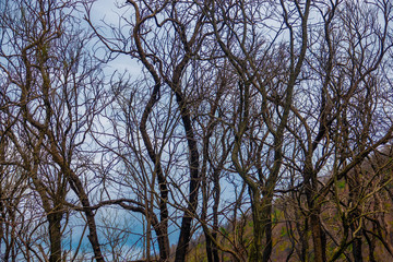 Obraz premium A forest of partially burned trees, at the base of Mount Vesuvius, in the Campania region of southern Italy.