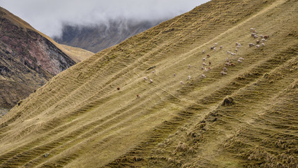 Flocks of Llamas grazing in the remote mountain slopes of Ancascocha, Cusco, Peru