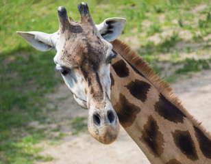 Close up portrait of giraffe head, Giraffa camelopardalis camelopardalis Linnaeus, frontal view,...
