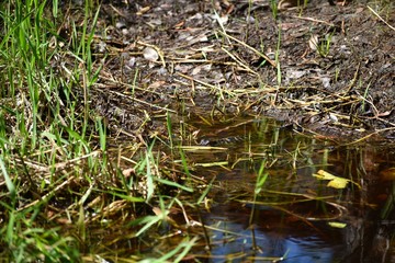 A new baby American alligator hides among the grass at the bank of a southern swamp.