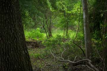 A Path Through The Forest To A Clearing