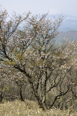 マメザクラに富士山