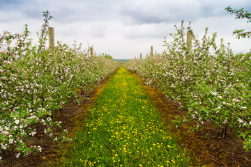 Fototapeta na wymiar organic apple tree orchard in spring, aerial view