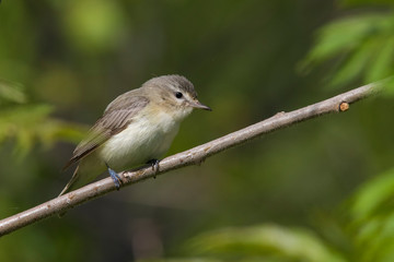  warbling vireo (Vireo gilvus) singing in spring