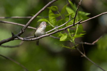  warbling vireo (Vireo gilvus) singing in spring
