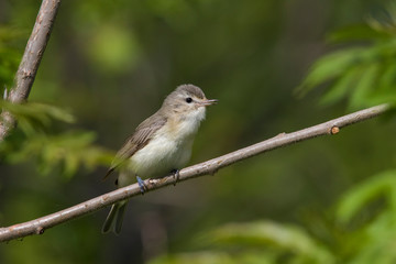  warbling vireo (Vireo gilvus) singing in spring