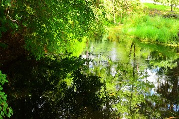 Still, reflective water in a southern swamp.