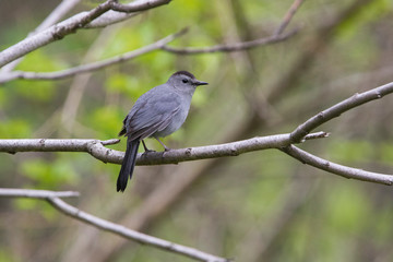 gray catbird (Dumetella carolinensis), also spelled grey catbird