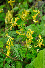 ミヤマキケマン