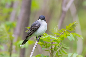 eastern kingbird (Tyrannus tyrannus) in spring