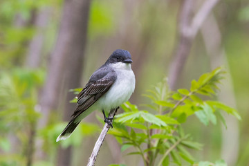 eastern kingbird (Tyrannus tyrannus) in spring