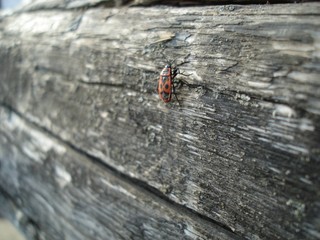 bug on a wooden beam