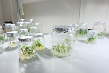 Micro plants in jar with agarose nutrient medium cloned by technology in vitro