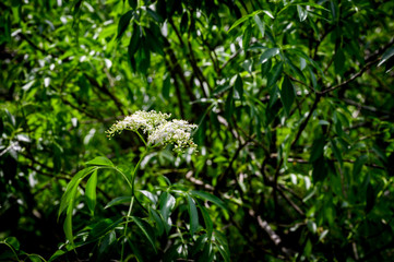 Elder Tree Flowers Amidst A Forest Highlighted By The Sun
